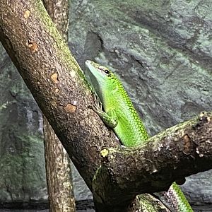 Reptile House - Emerald skink 280222