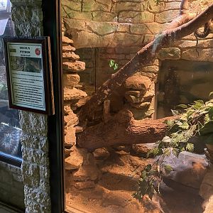 Reptile House - Bredl's python exhibit 280222