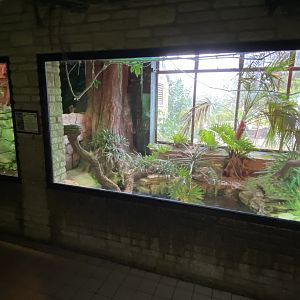 Reptile House - Yacare caiman exhibit 280222