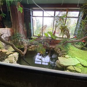 Reptile House - Yacare caiman exhibit 280222