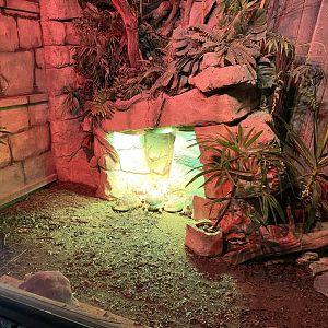 Reptile House - Hermann's tortoise and Radiated tortoise exhibit 280222