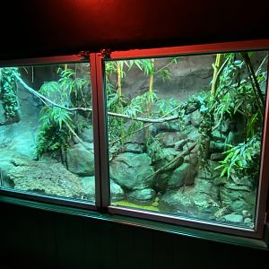 Reptile House - Yellow-striped box turtle and mountain horned dragon exhibit 280222