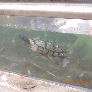 turtle species