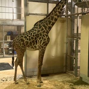 Dec. 2021- Masai giraffe