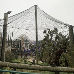 Dec. 2021- Bald eagle aviary