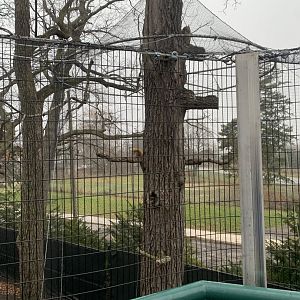 Dec. 2021- Eurasian eagle owl exhibit