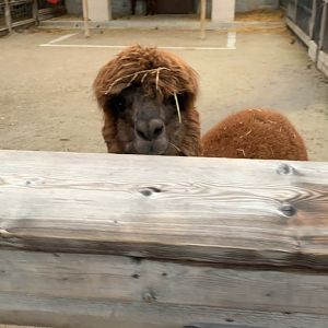Dec. 2021- Alpaca