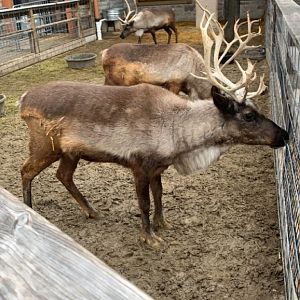 Dec. 2021- Reindeer