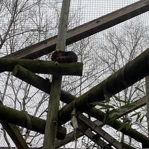 Dec. 2021- Chinese red panda