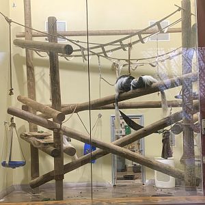 Dec. 2021- Guereza indoor area