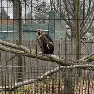 Dec. 2021- Cinereous vulture