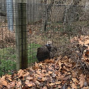 Dec. 2021- Cinereous vulture