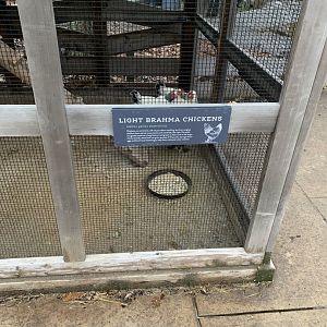 Dec. 2021- Chicken signage