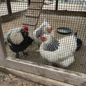 Dec. 2021- Light Brahma chickens