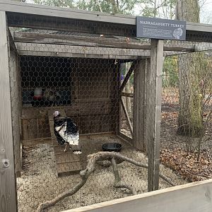 Dec. 2021- Narragansett turkey coop