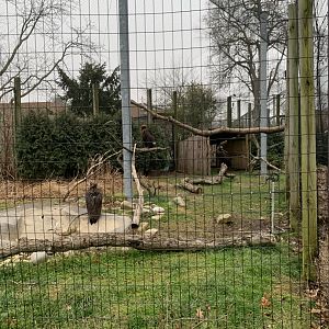 Dec. 2021- Cinereous vultures