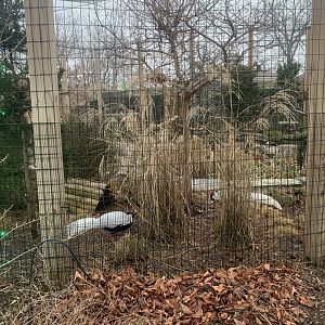 Dec. 2021- Silver pheasants