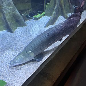 Dec. 2021- Arapaima