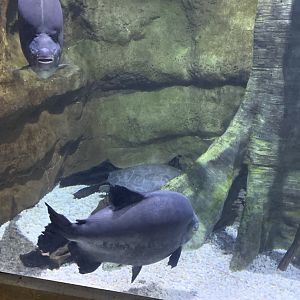 Dec. 2021- Tambaqui and Arrau turtle