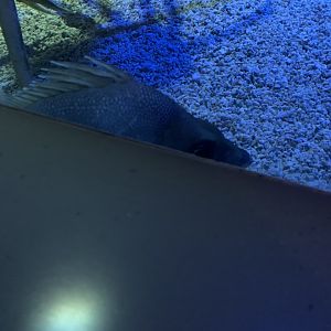 Dec. 2021- Japanese armorhead