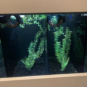 Dec. 2021- Betta tanks