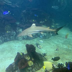 Dec. 2021- Blacktip reef shark and friends