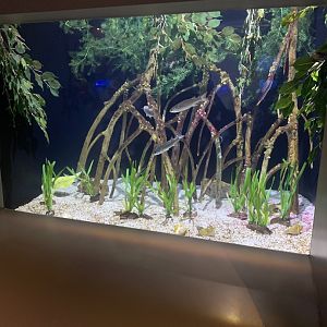 Dec. 2021- Mangrove tank