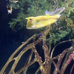 Dec. 2021- Longhorn cowfish and Grey mullets
