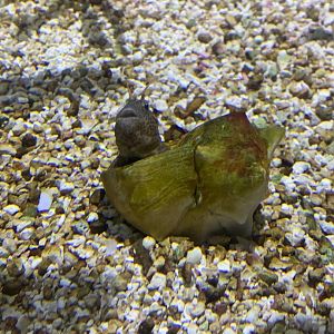 Dec. 2021- Tentacled blenny