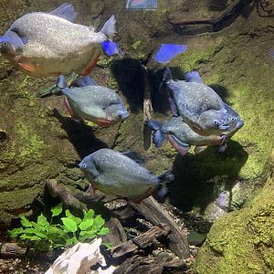 Dec. 2021- Black-spot piranhas