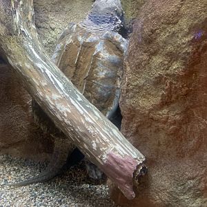 Dec. 2021- Alligator snapping turtle