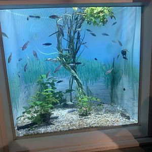 Dec. 2021- Lake Victoria cichlid tank