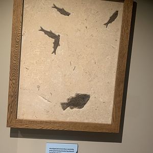 Dec. 2021- Green River fish fossils