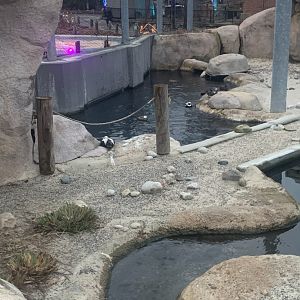 Dec. 2021- Various sea ducks
