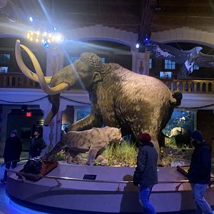 Dec. 2021- Woolly mammoth and Smilodon statues