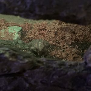 Dec. 2021- American toad