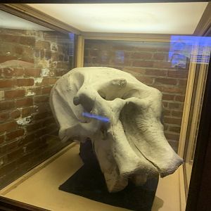 Dec. 2021- Skull of Babe, Toledo’s first elephant