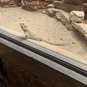 Dec. 2021- Central bearded dragon