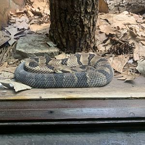 Dec. 2021- Timber rattlesnake