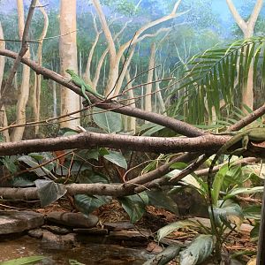 Dec. 2021- Plumed basilisks