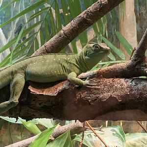 Dec. 2021- Plumed basilisk