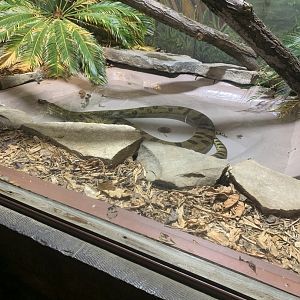Dec. 2021- Green anaconda
