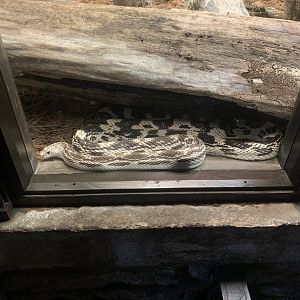 Dec. 2021- Northern pine snake