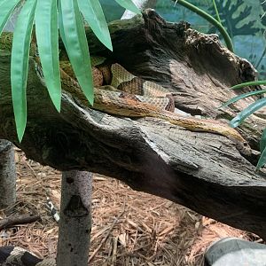 Dec. 2021- Northern copperhead and Corn snake