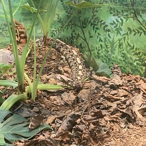 Dec. 2021- Gaboon viper
