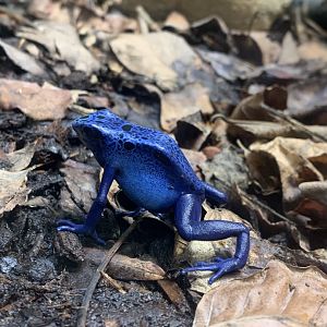 Dec. 2021- Blue poison dart frog