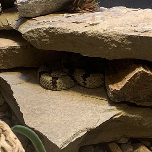 Dec. 2021- Mottled rock rattlesnake