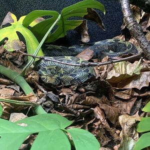 Dec. 2021- Ethiopian mountain viper