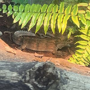 Dec. 2021- Tuatara