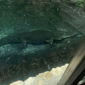 Dec. 2021- Saltwater crocodile